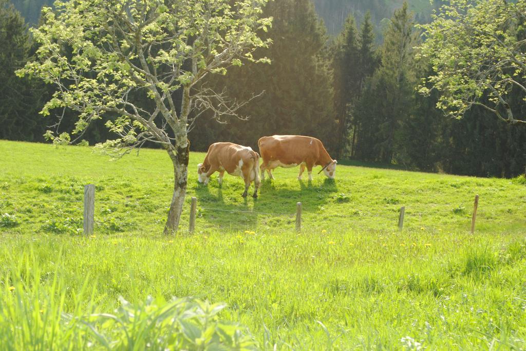 Apartmán Siedlerhof Hopfgarten im Brixental Exteriér fotografie