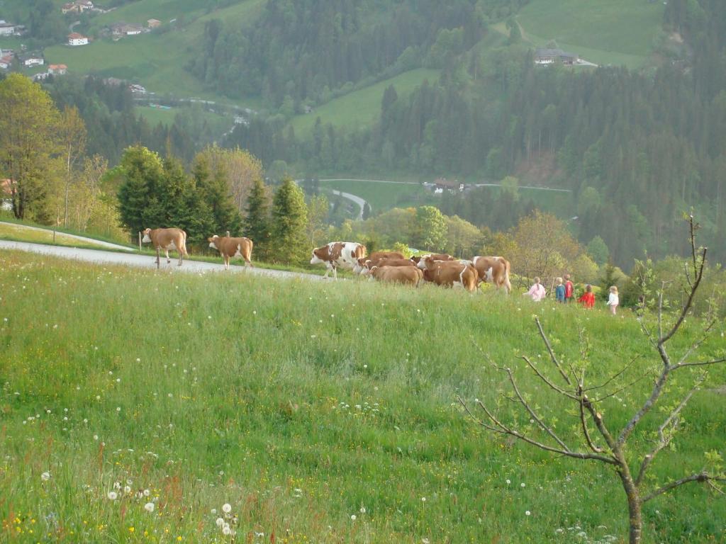 Apartmán Siedlerhof Hopfgarten im Brixental Exteriér fotografie